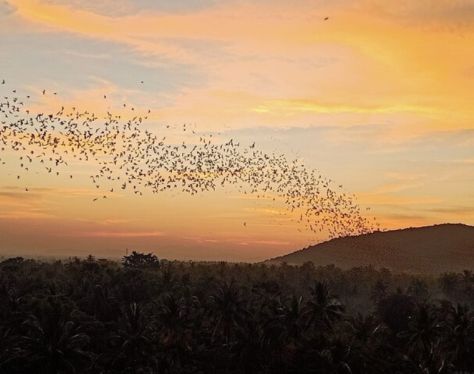 battambang-bat cave-5
