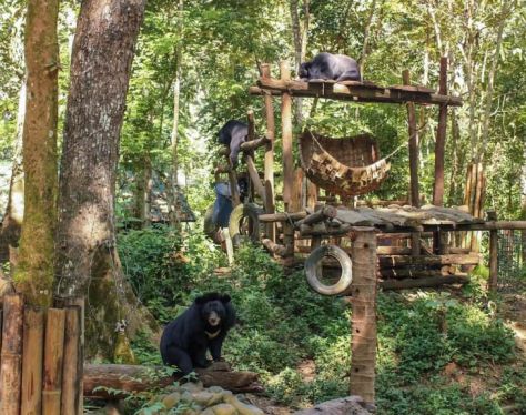 Luang Prabang Free the Bears Rescue Center 2 e3b96cd0