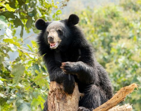 Luang Prabang Free the Bears Rescue Center e5eef8df