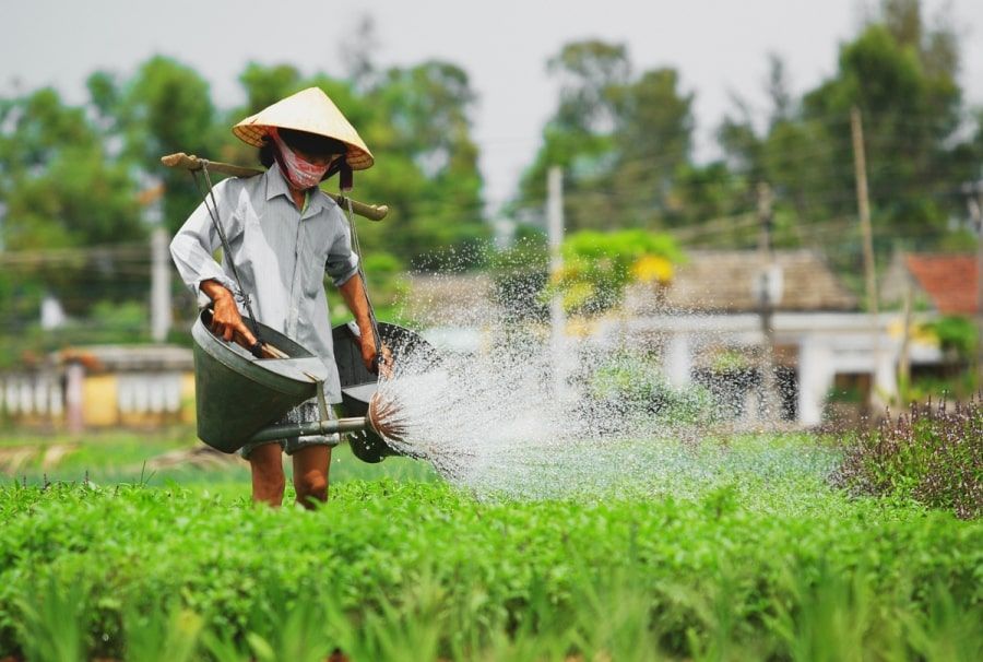 Hoi An Tra Que Vegetable Village 1 eb93e8f2