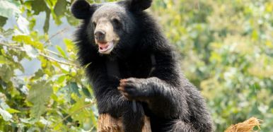 Luang Prabang Free the Bears Rescue Center eda86024