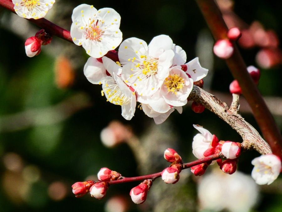 Vietnamese flowers