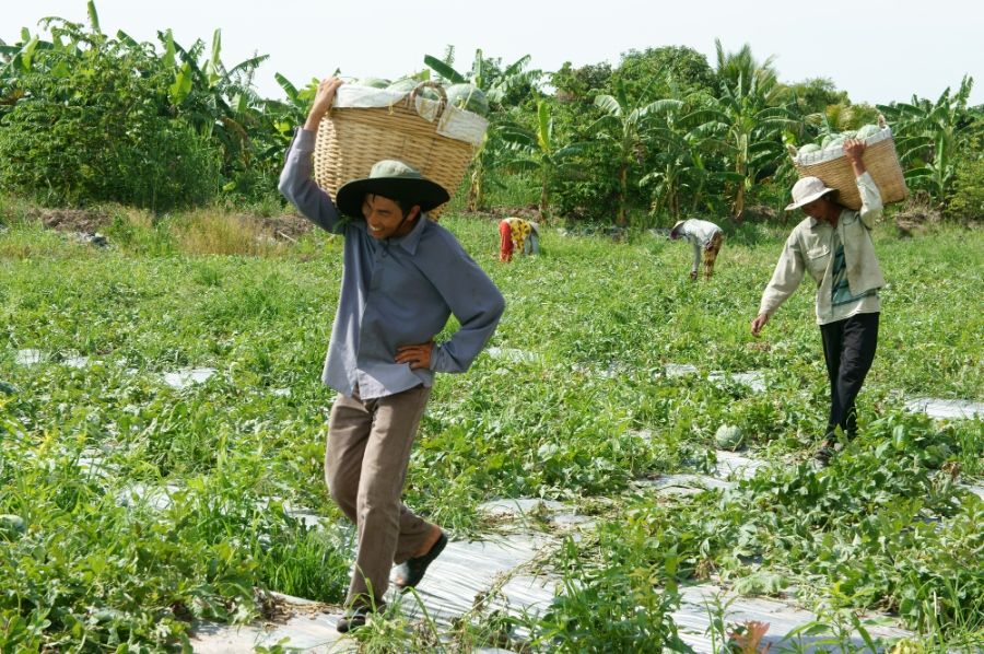 Mekong Delta Fruit Plantation 4 fb4fc832