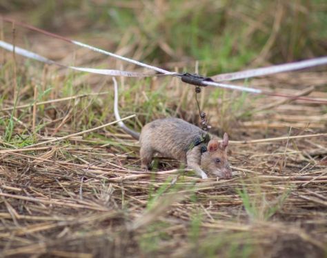 Siem Reap APOPO HeroRATs4 fdf86110