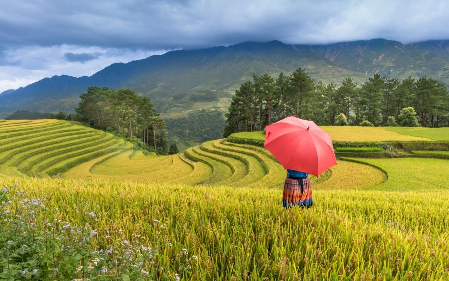 Sapa TerracedField 1 ffe2d92c