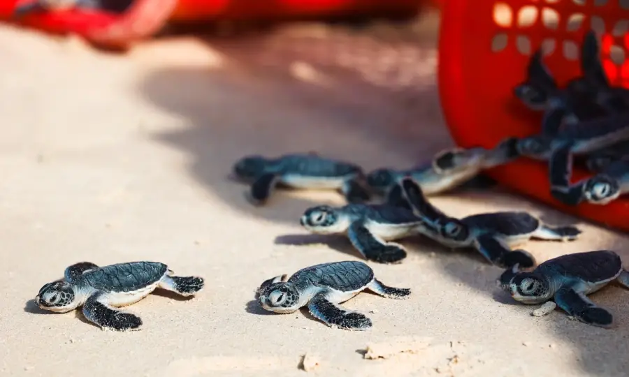Baby Green Turtles hatching