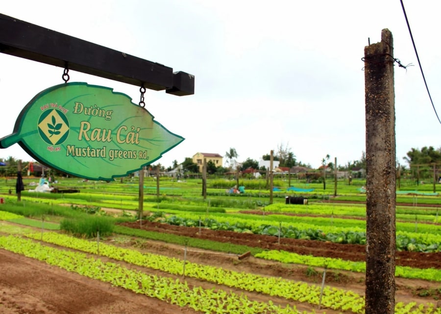 visit Tra que vegetable village in hoi an