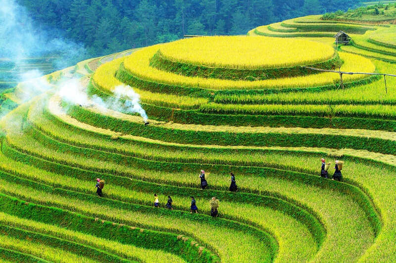 rice field in Mu Cang Chai