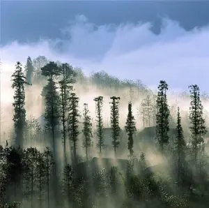 Pine Forest Sapa