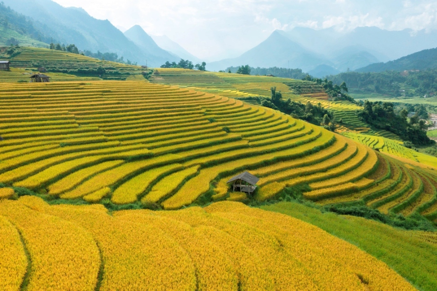 Sapa_TerracedField_ (5)