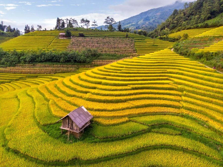 Admire The Golden Terraced Fields In Sa Pa