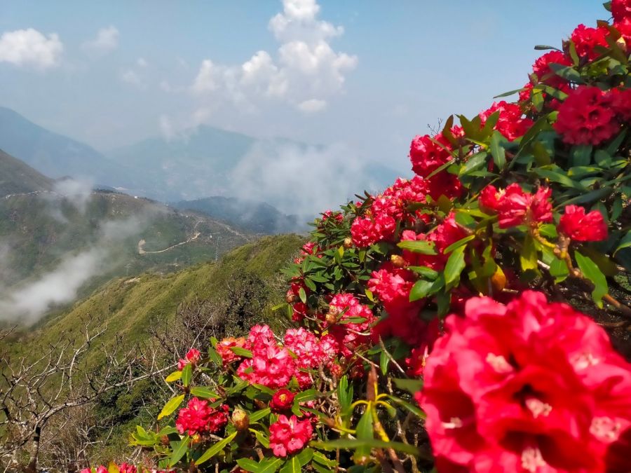 Admire The Rhododendron Flowers