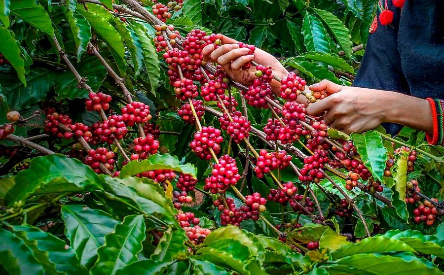 Buon Ma Thuot in coffee harvest season