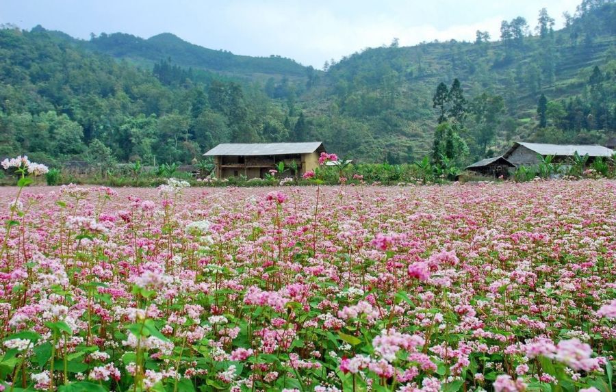 Ha Giang in buckwheat flower season