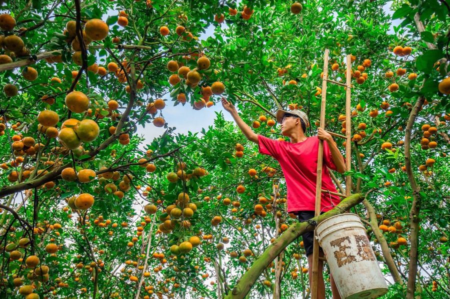 Mekong Delta in fruit harvest season