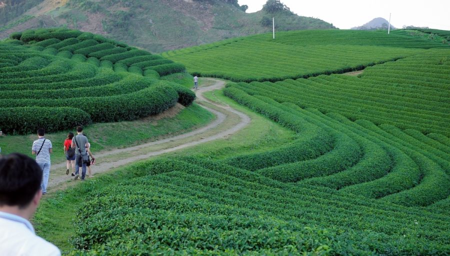 Moc Chau tea plantation