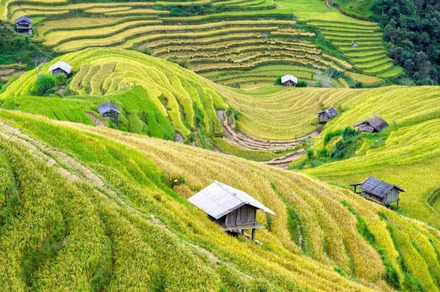 Sapa terraced field