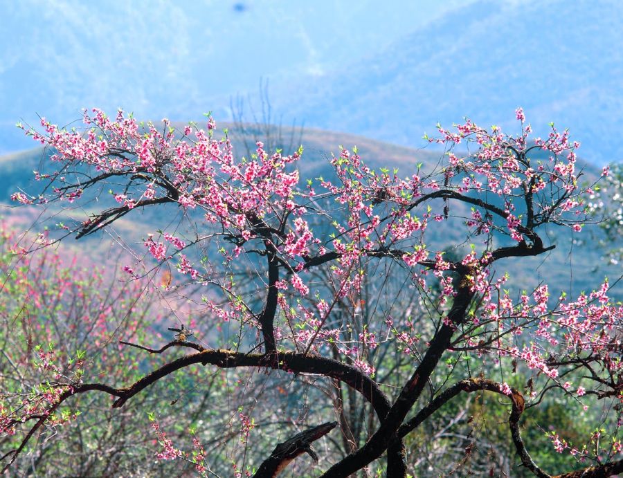 Sapa in Spring