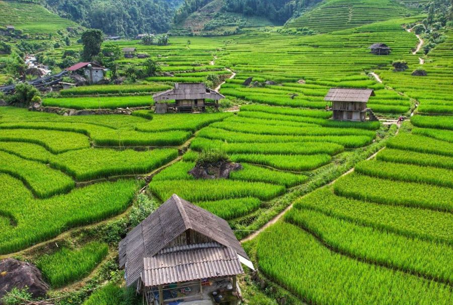 Terraced Rice Fields