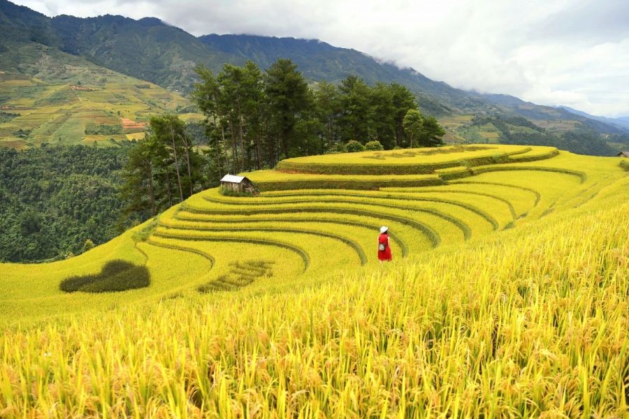 Terraced fields in harvest season in Mu Cang Chai