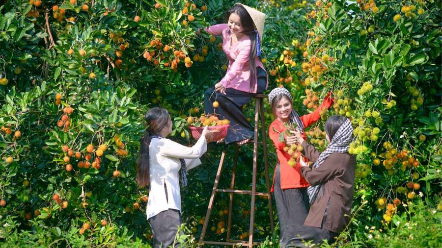 Tropical fruit farm in Mekong Delta