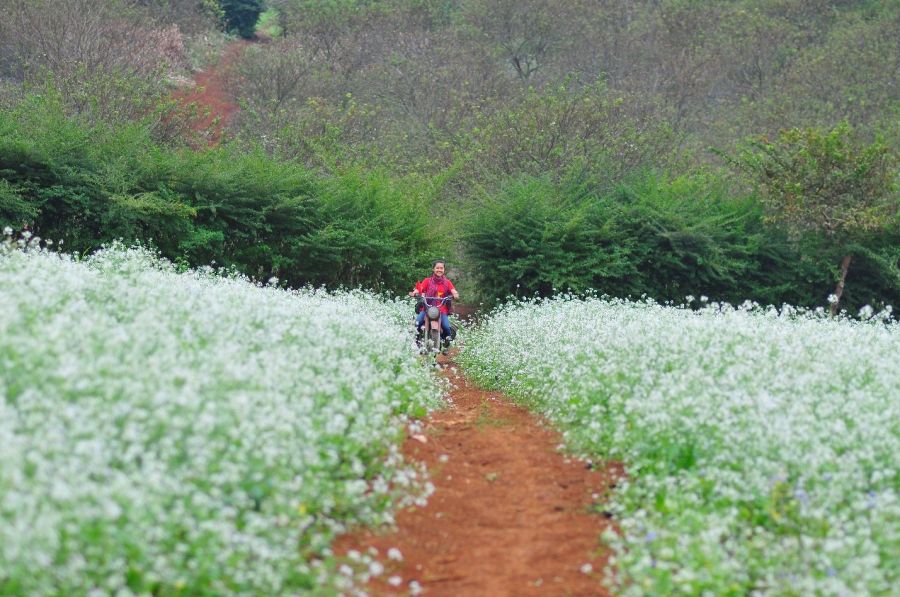 White mustard flowers bloom in Moc Chau