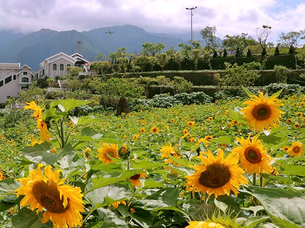 hoa huong duong fansipan
