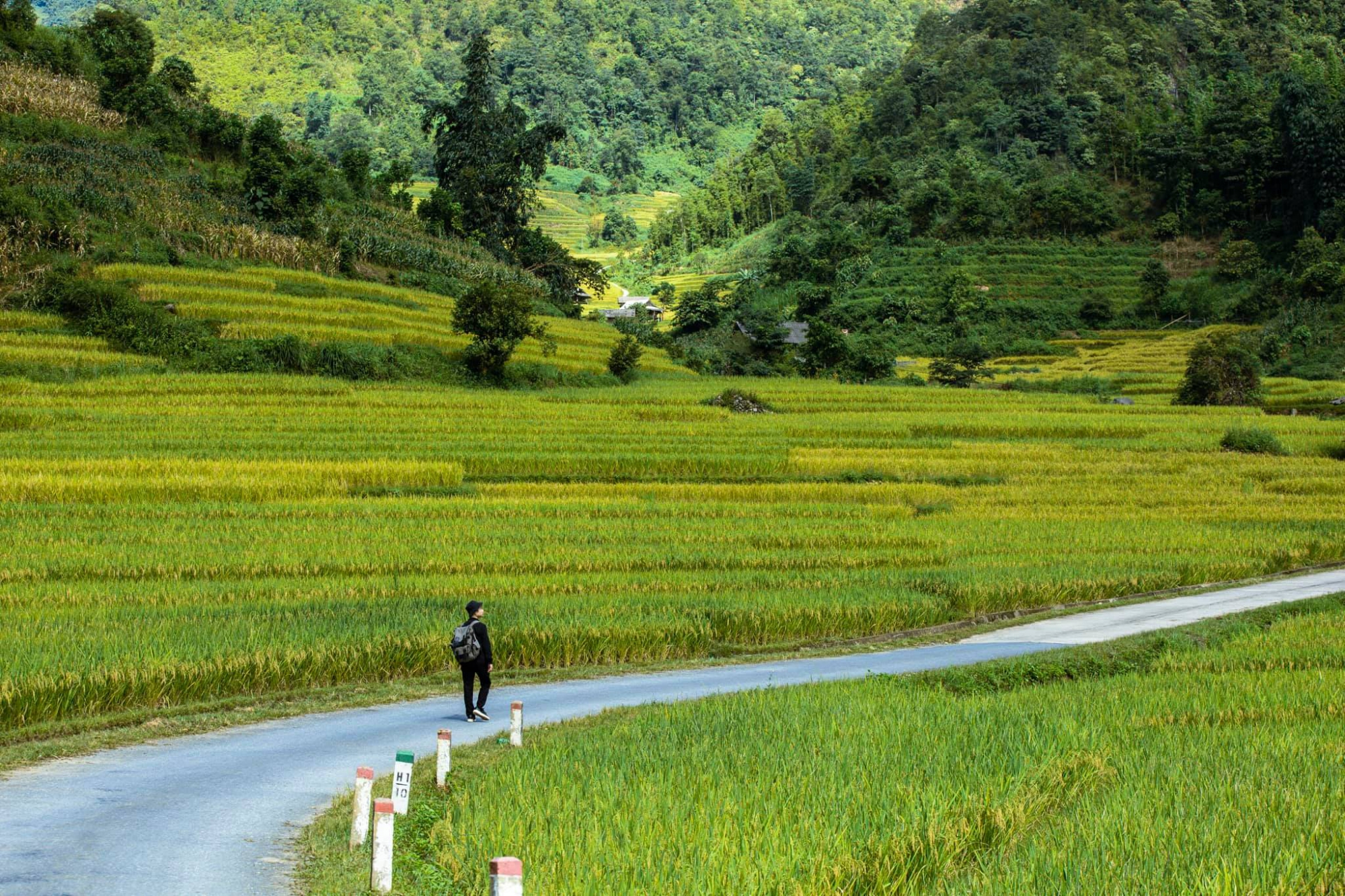 lua chin vang nam cang