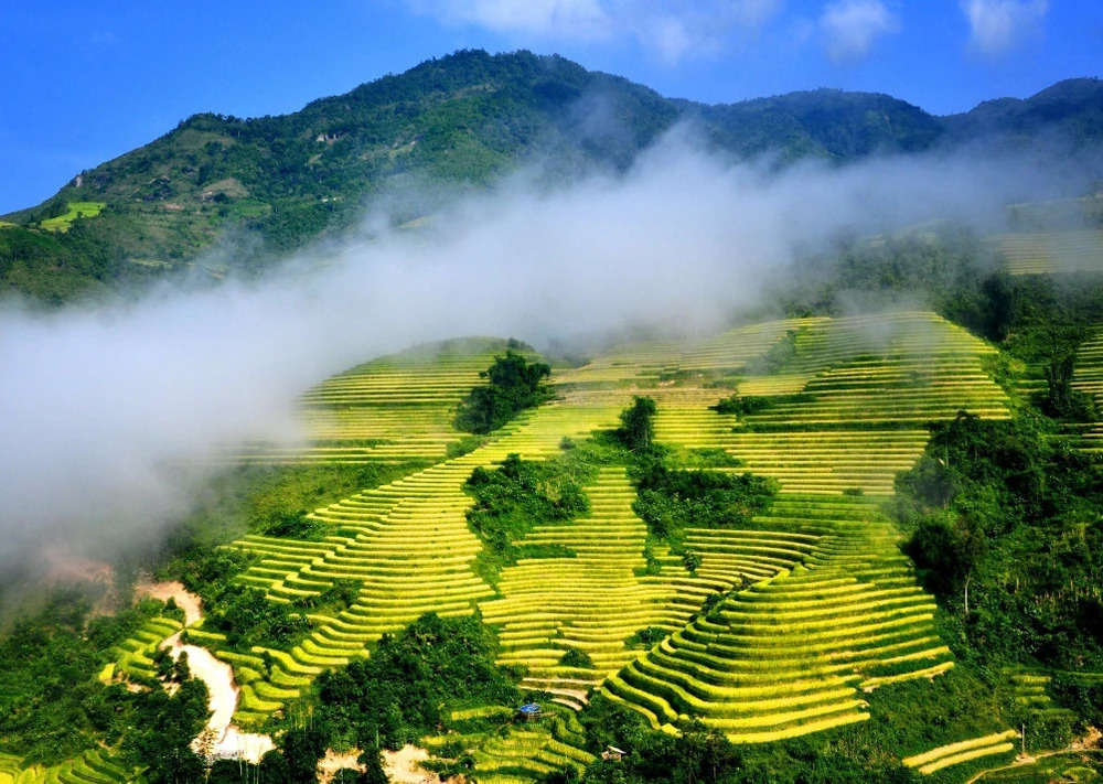 sapa rice terraces
