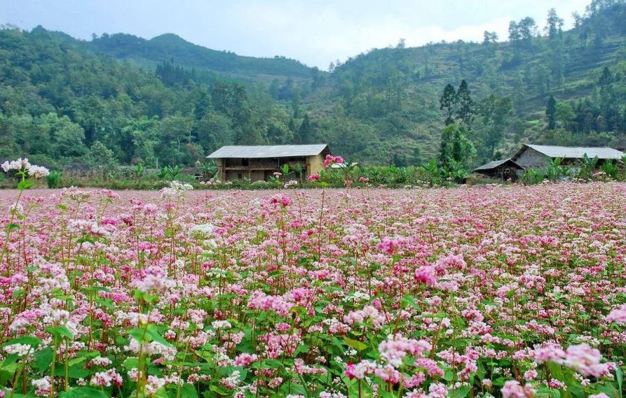 Buckwheat Flower Fields