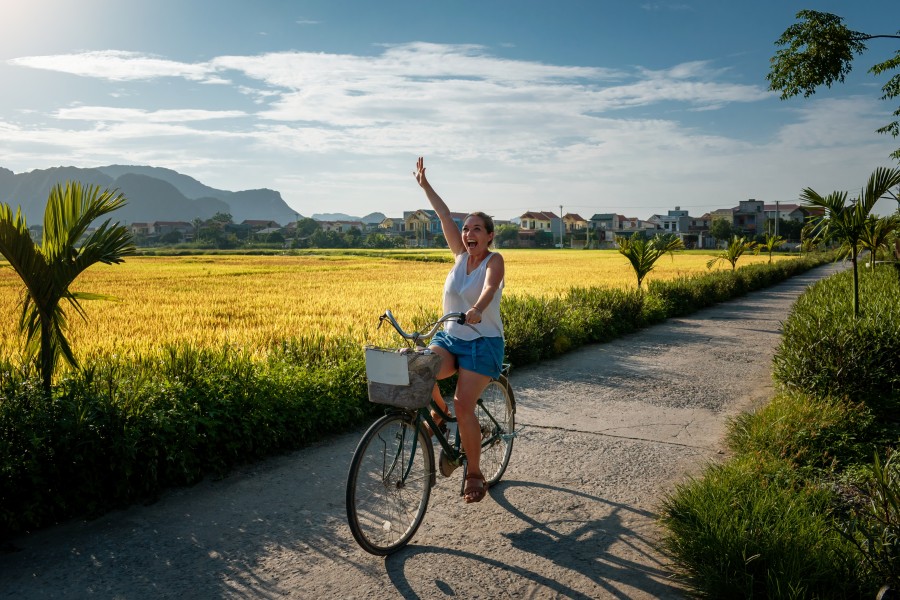 ride bicycle through golden rice field in Ninh binh