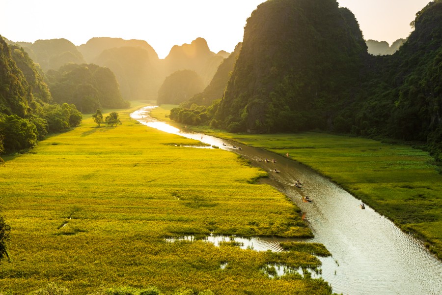 take boat between golden rice field in Ninh Binh