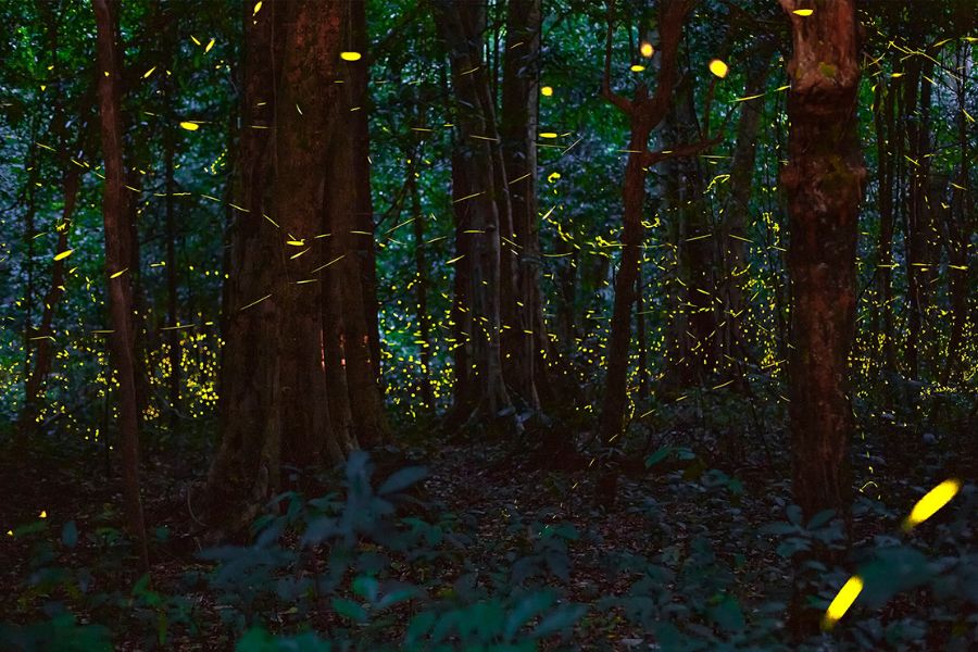 Cuc Phuong National Park at night