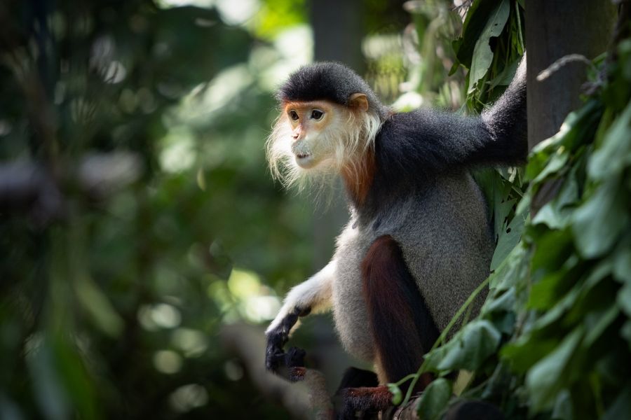 This animal is protected by Cuc Phuong National Park