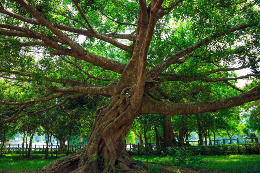 Trek To The Ancient Trees