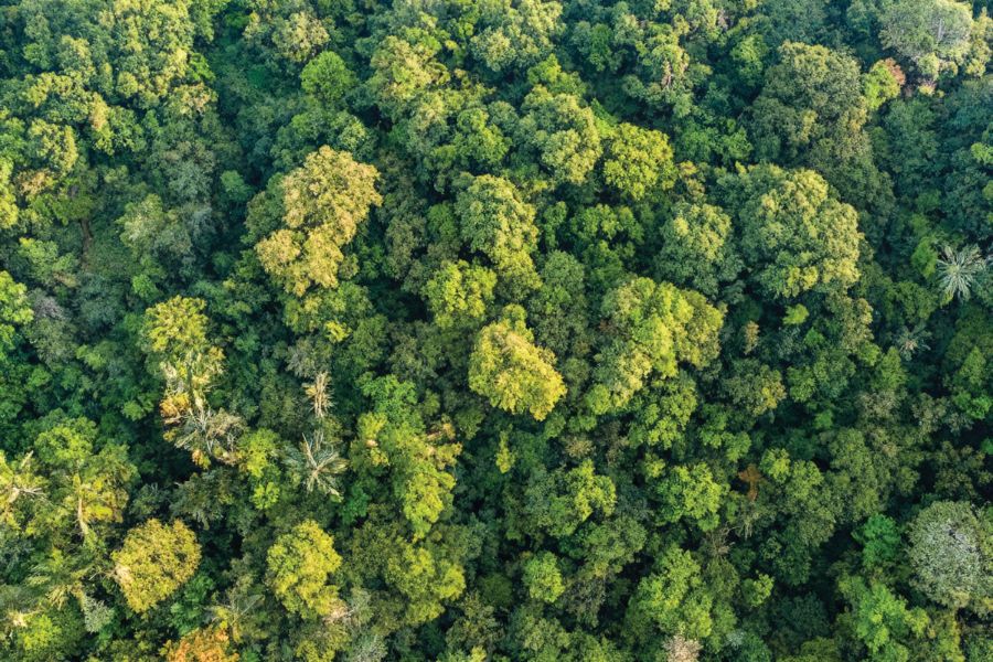 biodiversity, ancient tropical rainforests of Cuc Phuong National Park