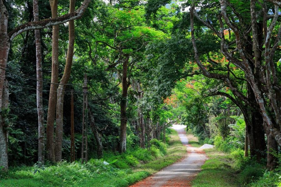 the green road in Cuc Phuong National Park