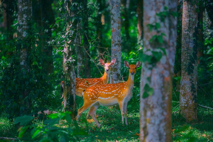 This animal is protected by Cuc Phuong National Park