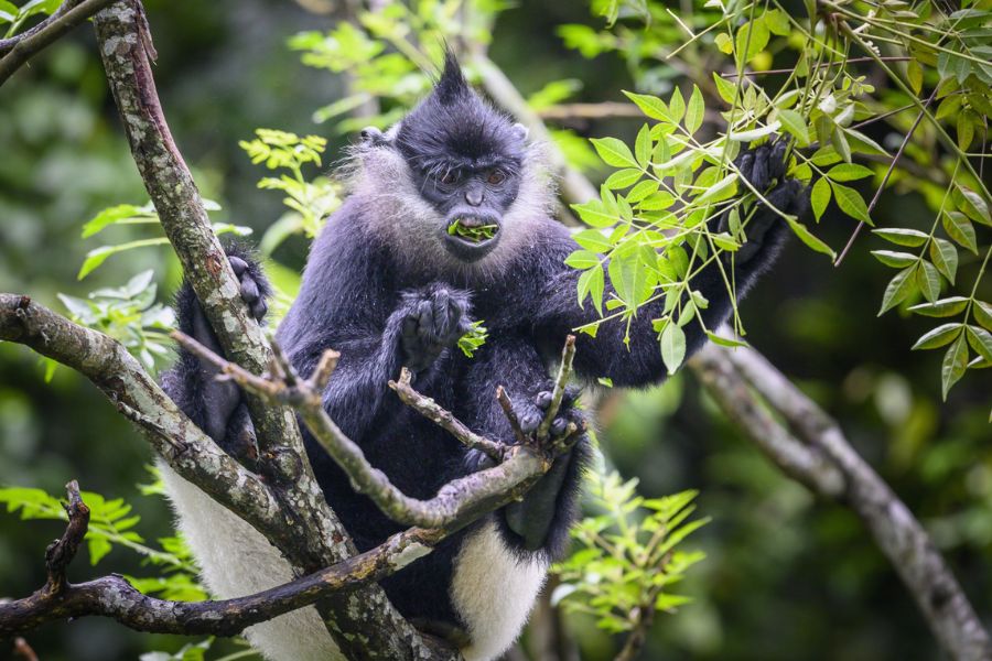 Spotting Delacour's Langurs In Van Long Wetland