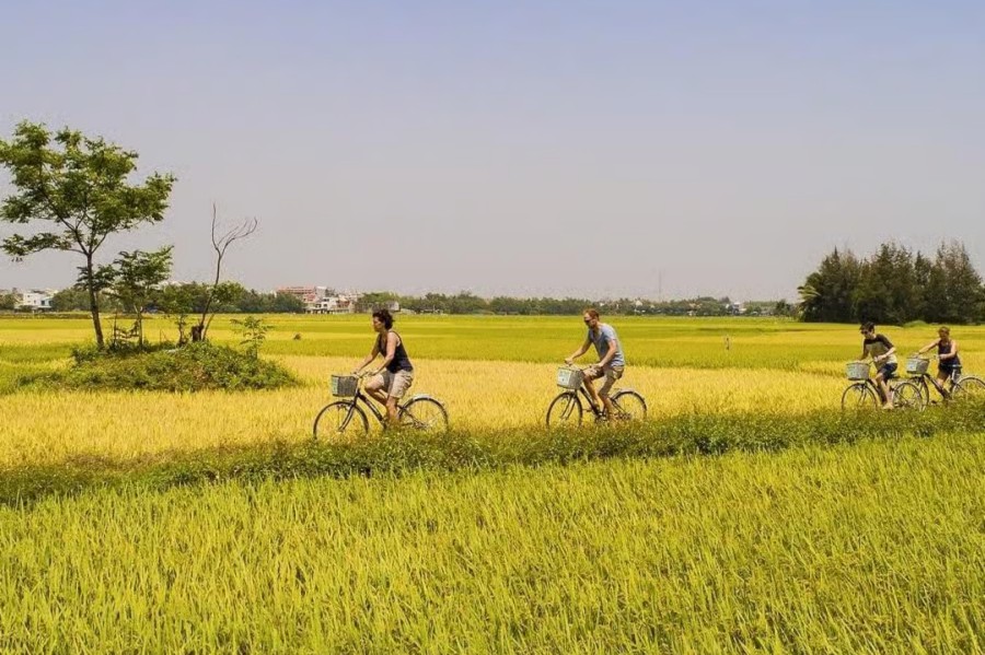 cycling through gold rice field