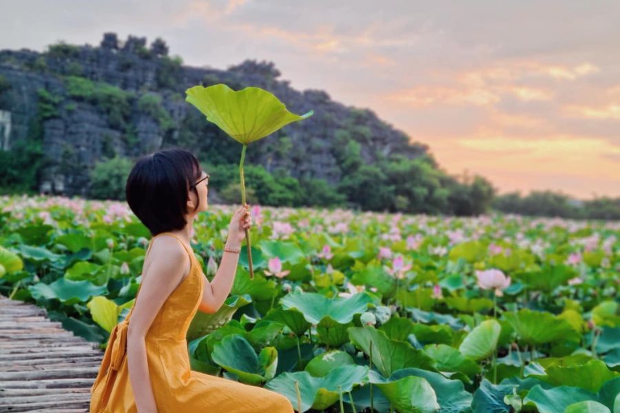 lotus and bamboo bridge in Van Long