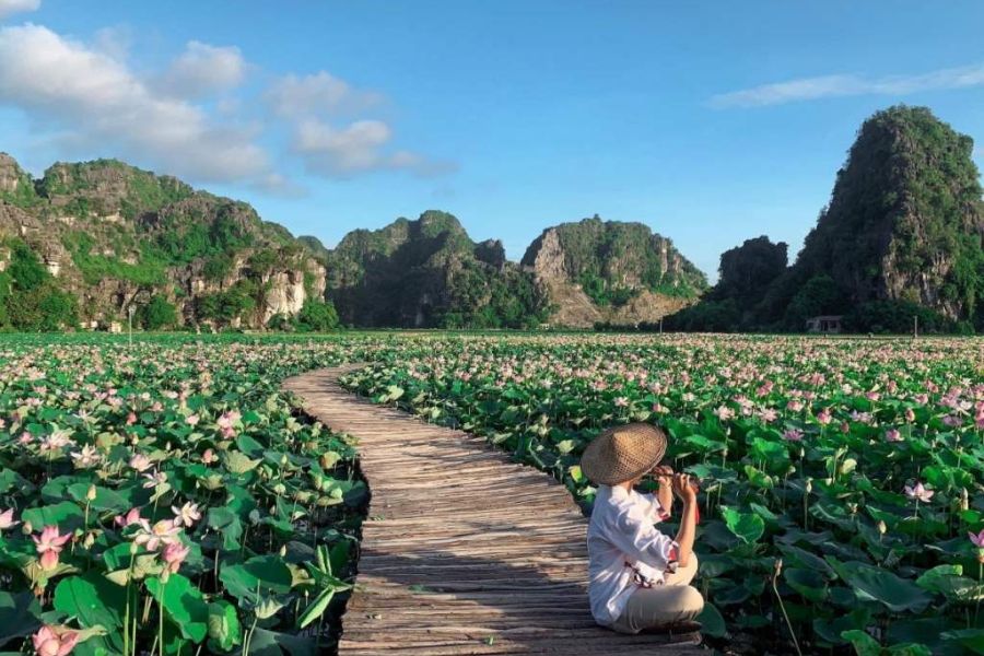 lotus and bamboo bridge in Van Long