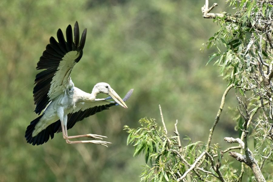 Explore The Bird Watching in Thung Nham