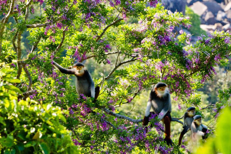 Exploring The Rich Flora And Fauna in son tra