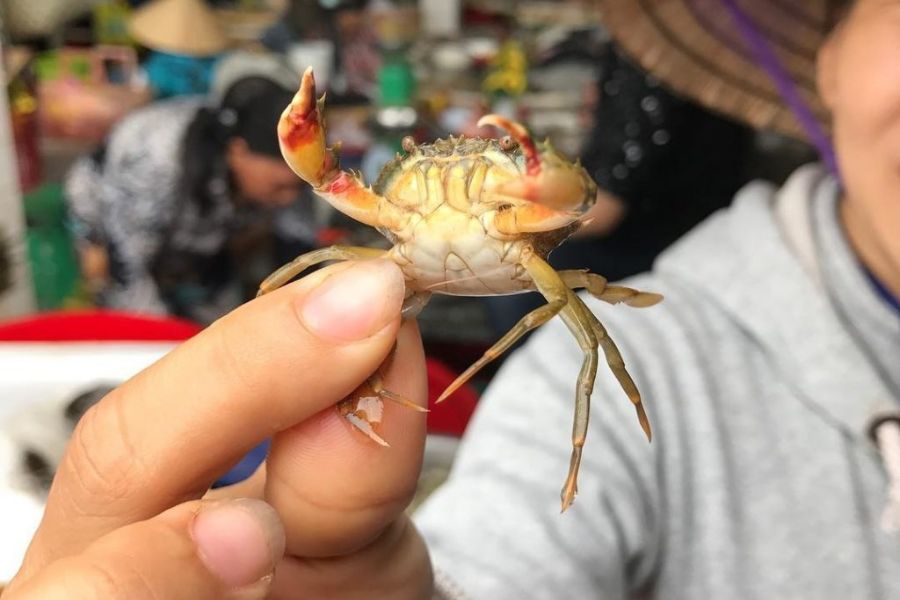 fresh crab in hoi an central market