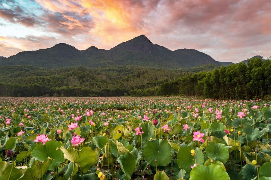 Lotus Season in Tra Ly, Hoi an