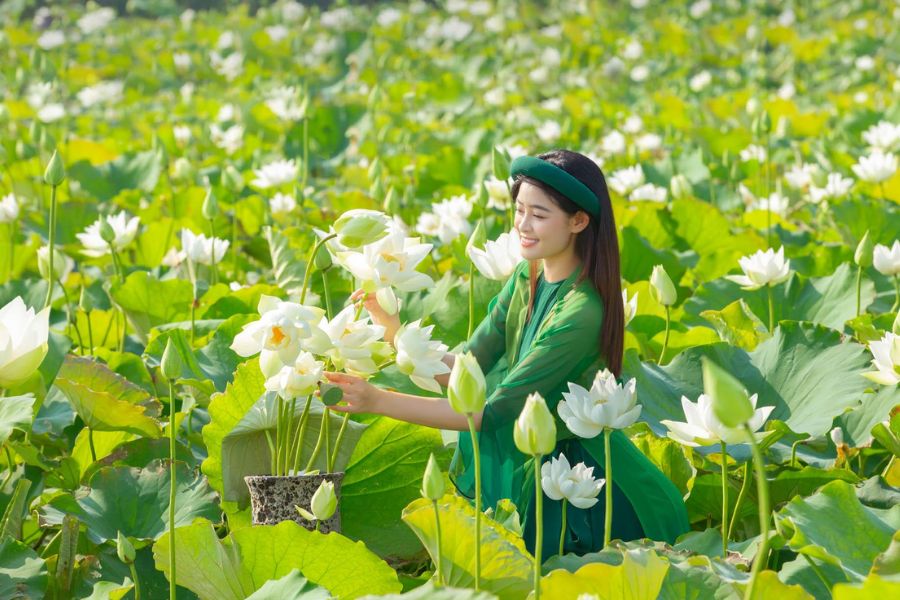 Lotus in the west lake in Hanoi