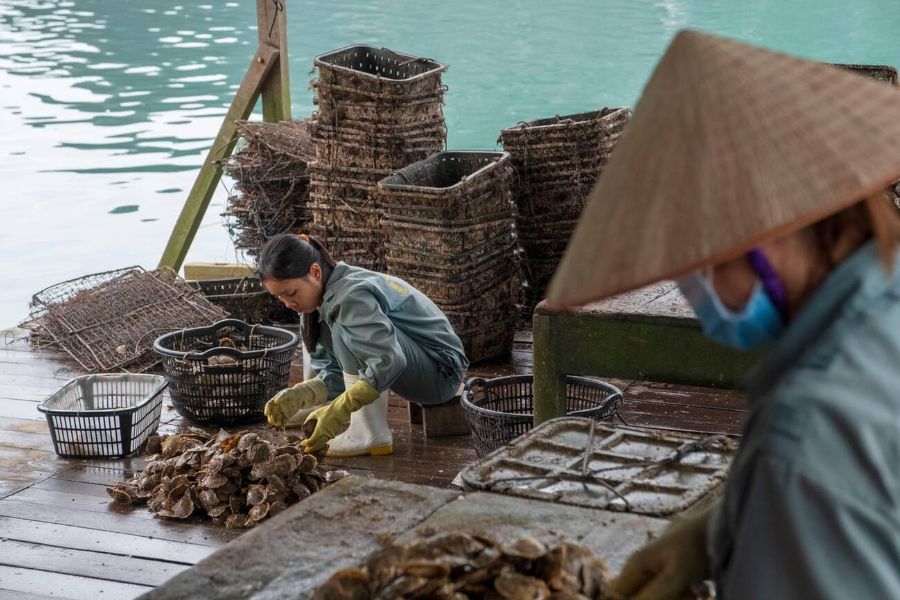 Pearl Farms on ha long bay