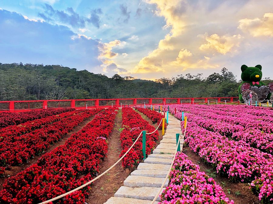 Admire & Check-In with a Paradise of Blossoms