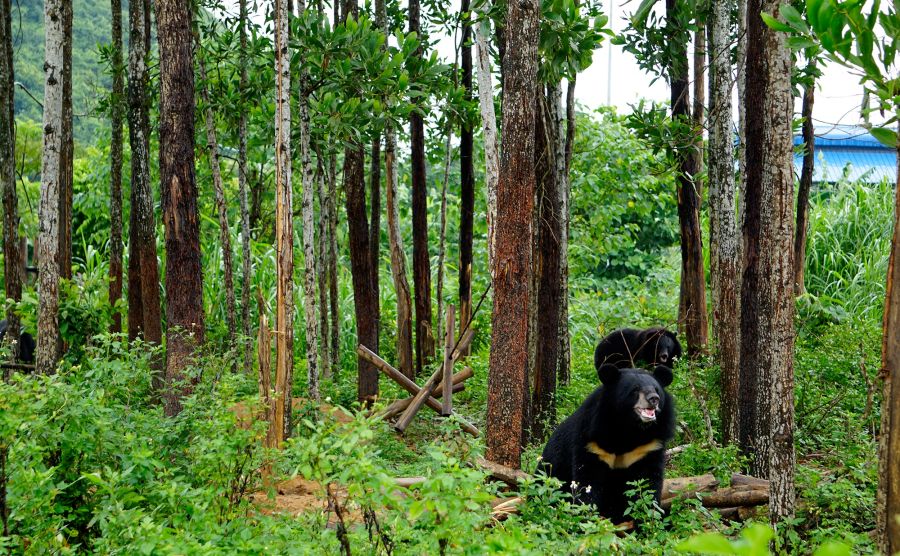 Bear Sanctuary In Nho Quan